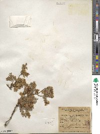 Larrea tridentata image