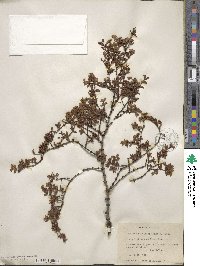 Larrea tridentata image