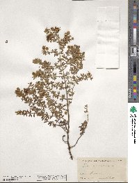 Larrea tridentata image