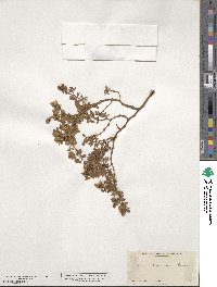 Larrea tridentata image