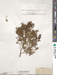 Larrea tridentata image