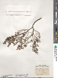 Larrea tridentata image