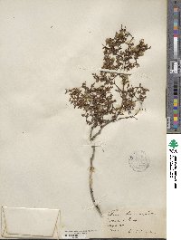 Larrea tridentata image