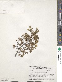 Larrea tridentata image