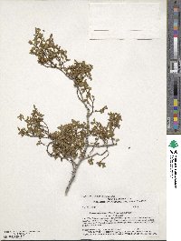 Larrea tridentata image