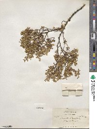 Larrea tridentata image