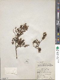 Larrea tridentata image