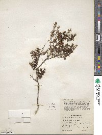 Larrea tridentata image