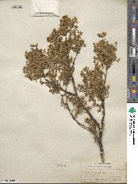 Larrea tridentata image