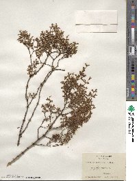 Larrea tridentata image