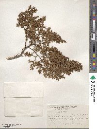 Larrea tridentata image