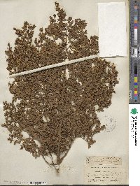 Larrea tridentata image