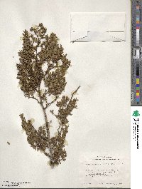 Larrea tridentata image