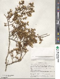 Larrea tridentata image