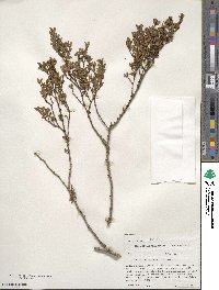 Larrea tridentata image