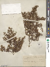 Larrea tridentata image