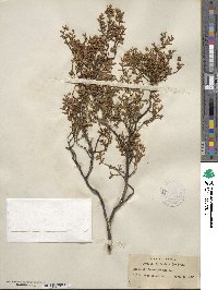 Larrea tridentata image