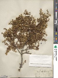 Larrea tridentata image