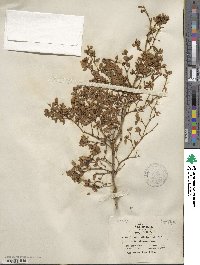 Larrea tridentata image