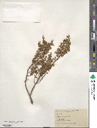 Larrea tridentata image