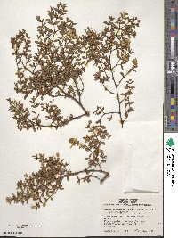 Larrea tridentata image