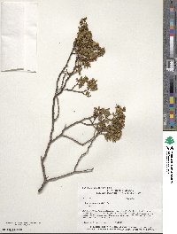 Larrea tridentata image