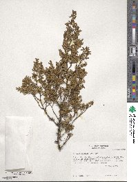 Larrea tridentata image