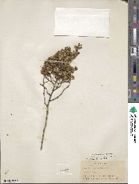 Larrea tridentata image