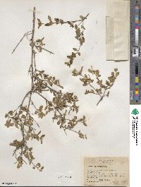 Larrea tridentata image