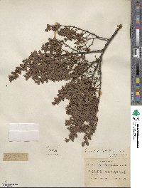 Larrea tridentata image