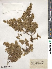 Larrea tridentata image