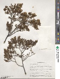 Larrea tridentata image