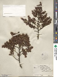 Larrea tridentata image