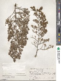 Larrea tridentata image