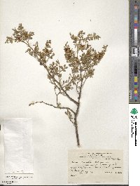 Larrea divaricata image