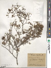 Larrea divaricata image