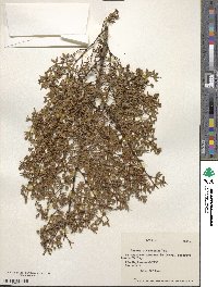 Larrea divaricata image