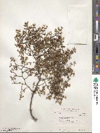 Larrea divaricata image