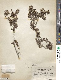 Larrea cuneifolia image