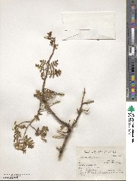 Larrea nitida image