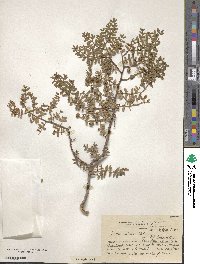 Larrea nitida image