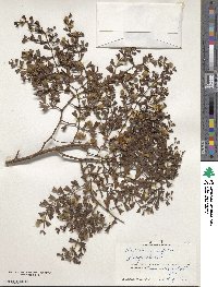 Larrea cuneifolia image