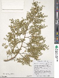 Larrea tridentata image