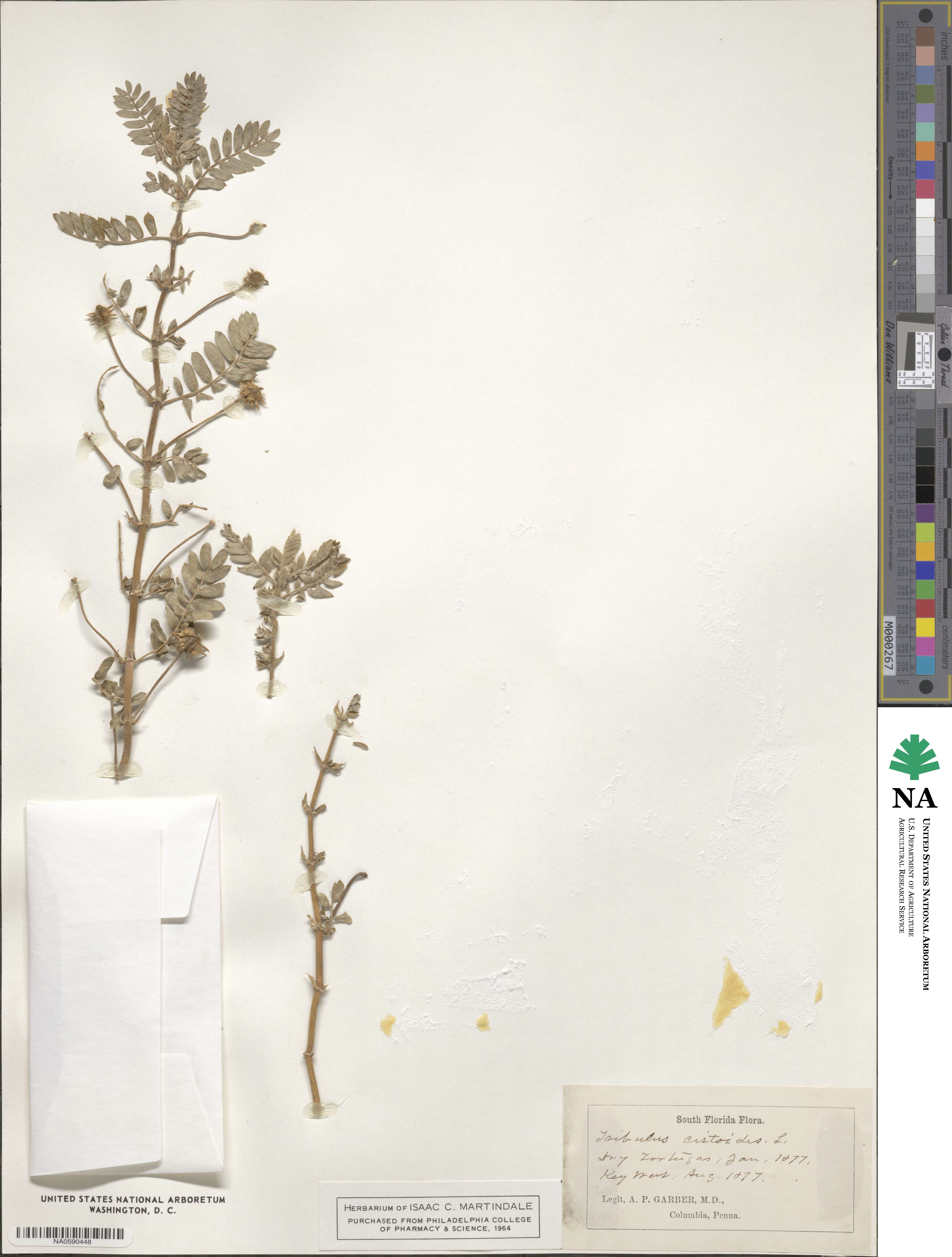 Tribulus cistoides image