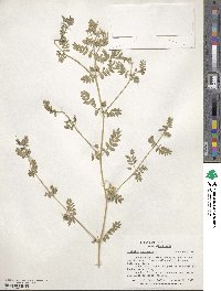 Tribulus terrestris image