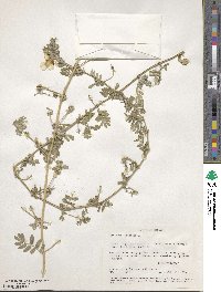 Tribulus cistoides image