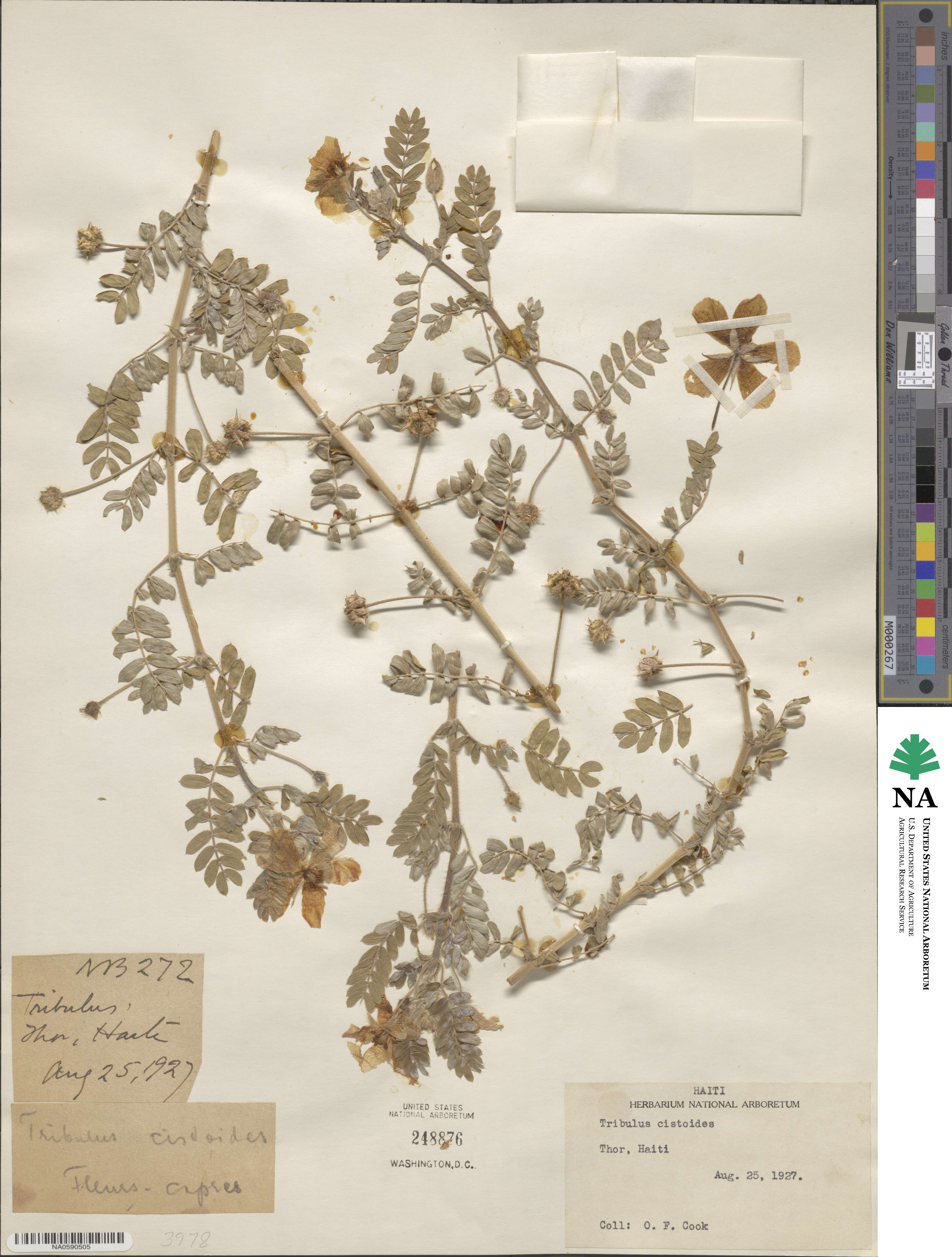 Tribulus cistoides image