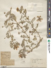 Tribulus cistoides image