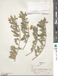 Tribulus cistoides image