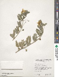 Tribulus cistoides image